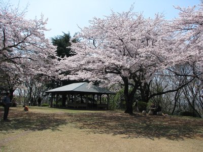 🏞️ 벚나무 언덕 공원(사쿠라가오카 공원) 이미지 2